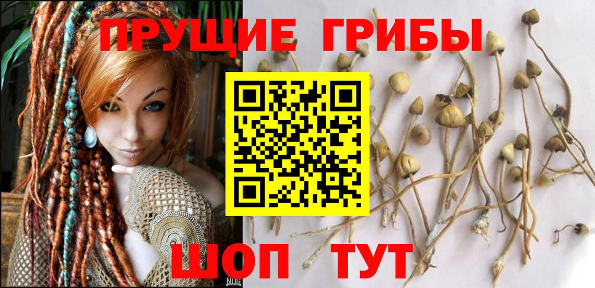 Оренбург  Псилоцибиновые грибы прущие грибы  Вход с VPN  Галлюциногенные грибы Cubensis 